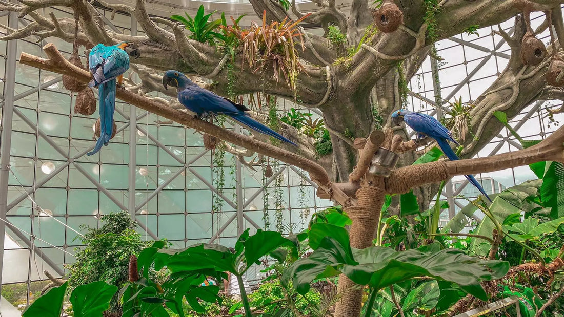 The Green Planet Dubai Tickets Experience a Rainforest in the Desert