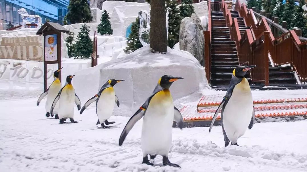 Ski Dubai Snow Plus (Ski Slope Access)