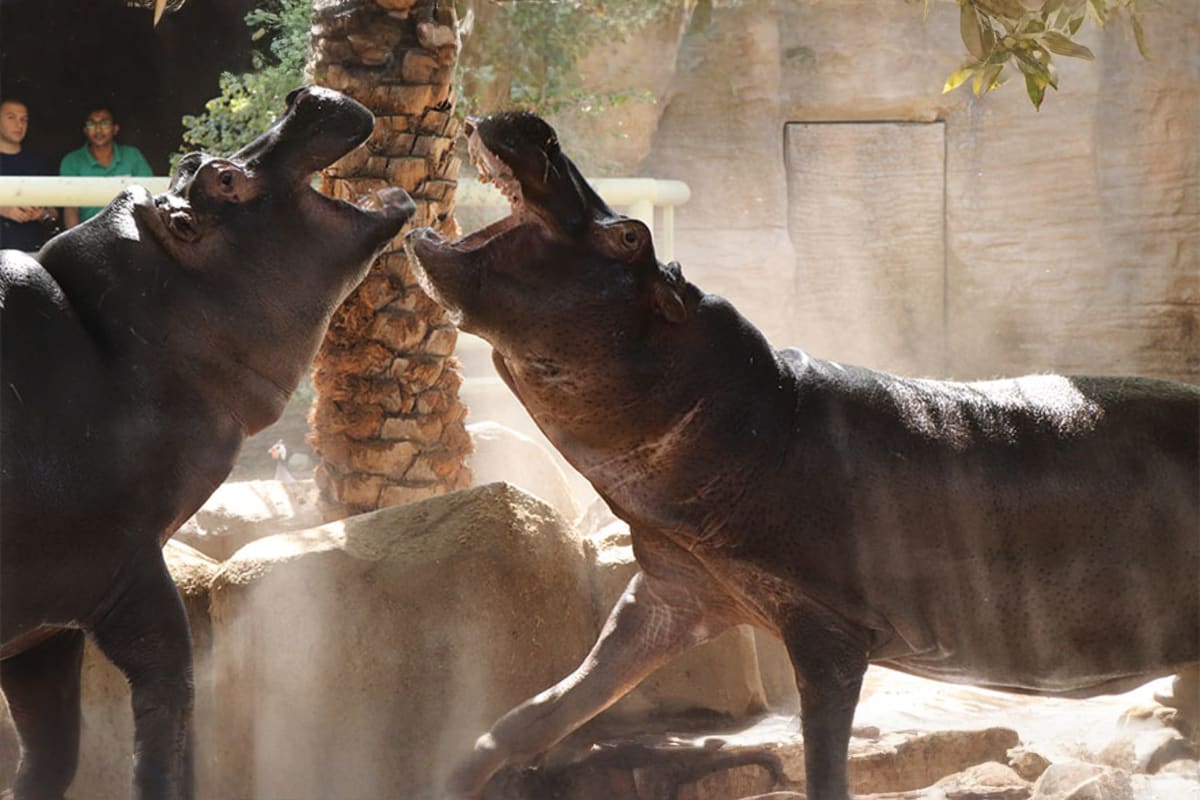 Emirates Park Zoo Abu Dhabi - Explorer Pass