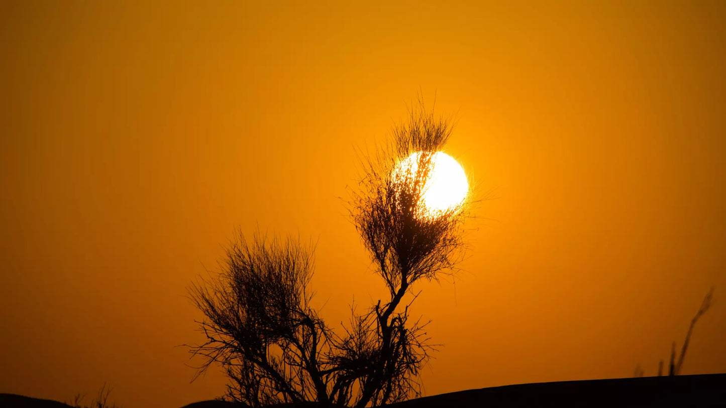 Desert Safari in Dubai + Dinner | Sandboarding | Camel Riding