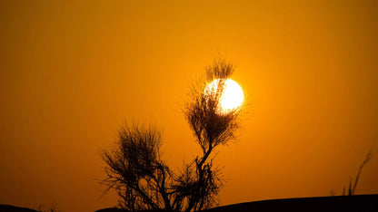 Desert Safari in Dubai + Dinner | Sandboarding | Camel Riding