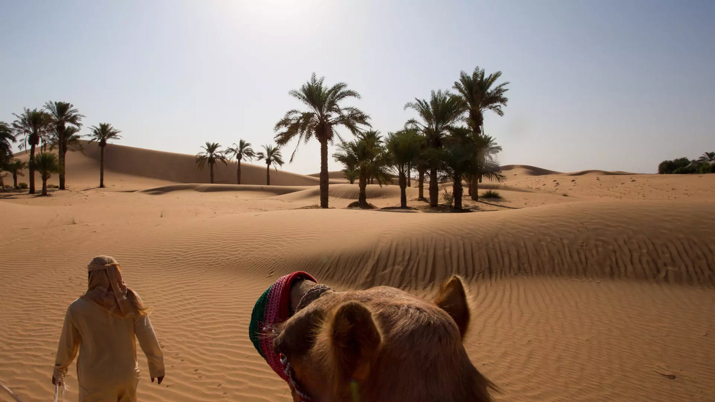 Desert Safari in Dubai + Dinner | Sandboarding | Camel Riding