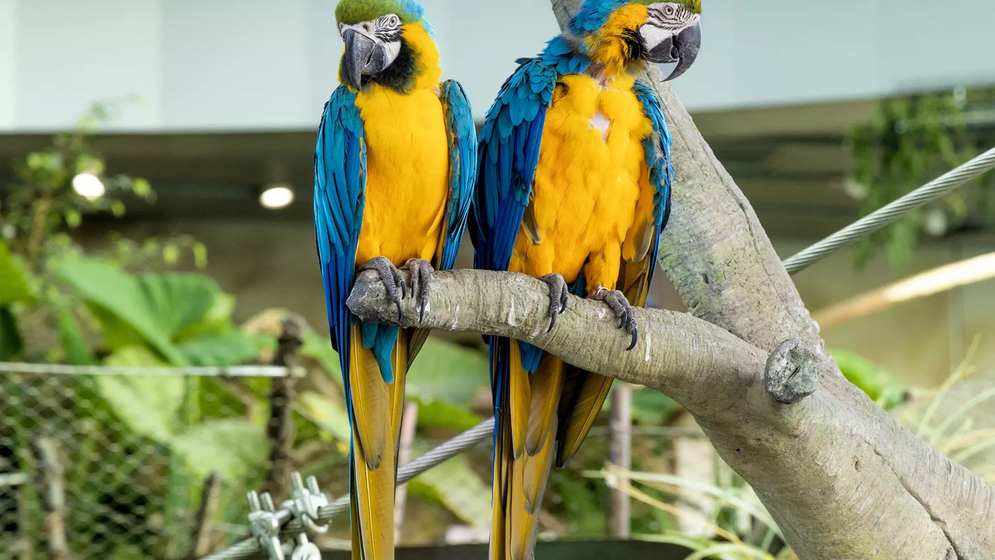 The Green Planet Dubai – Full Day Entry Ticket