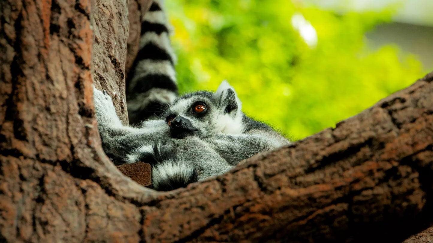 The Green Planet Dubai – Full Day Entry Ticket