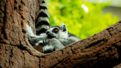 The Green Planet Dubai – Full Day Entry Ticket