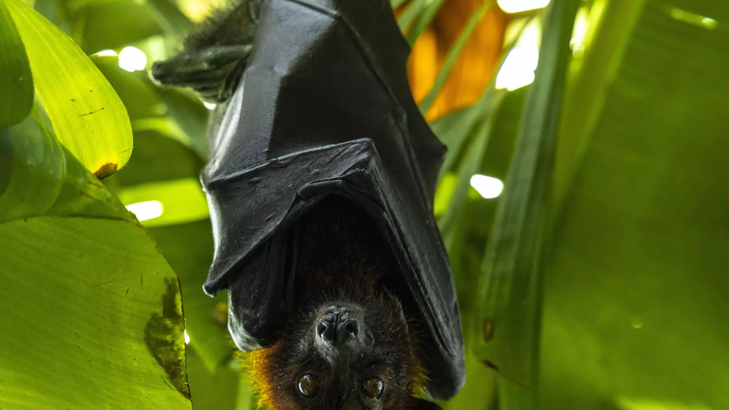 The Green Planet Dubai – Full Day Entry Ticket