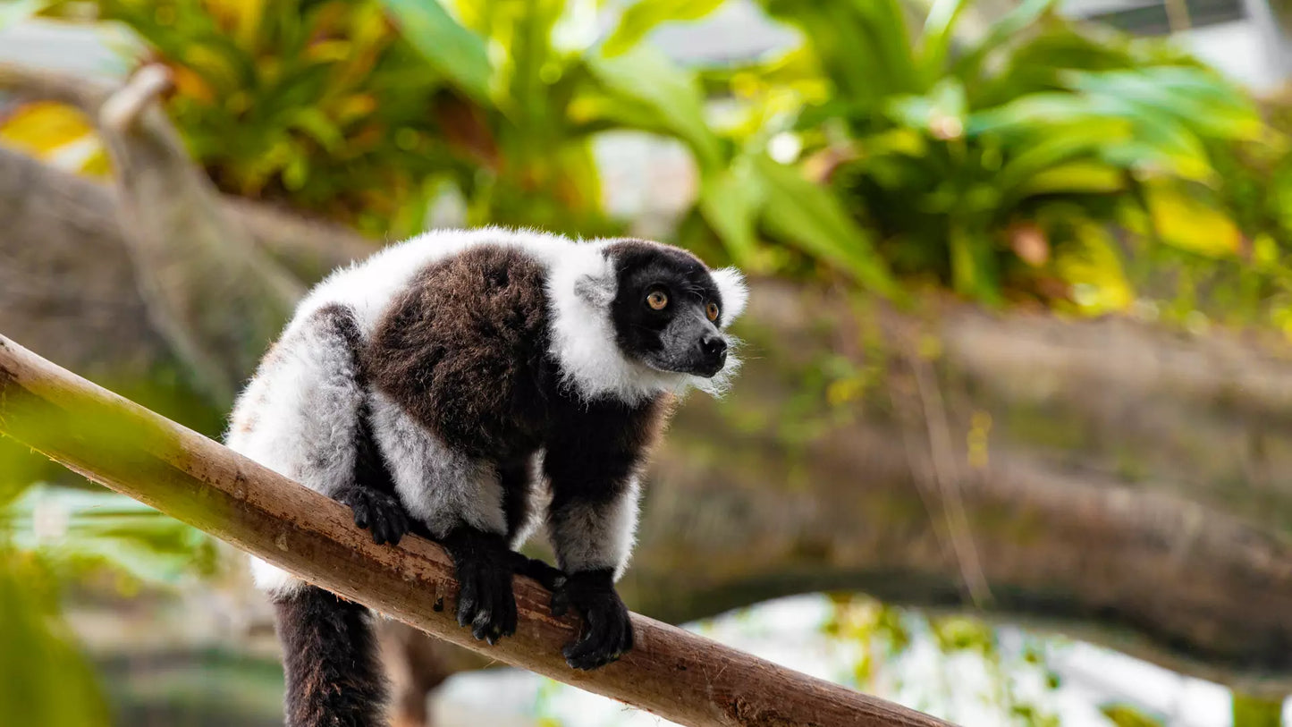 The Green Planet Dubai – Full Day Entry Ticket