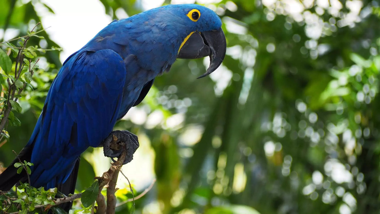 The Green Planet Dubai – Full Day Entry Ticket