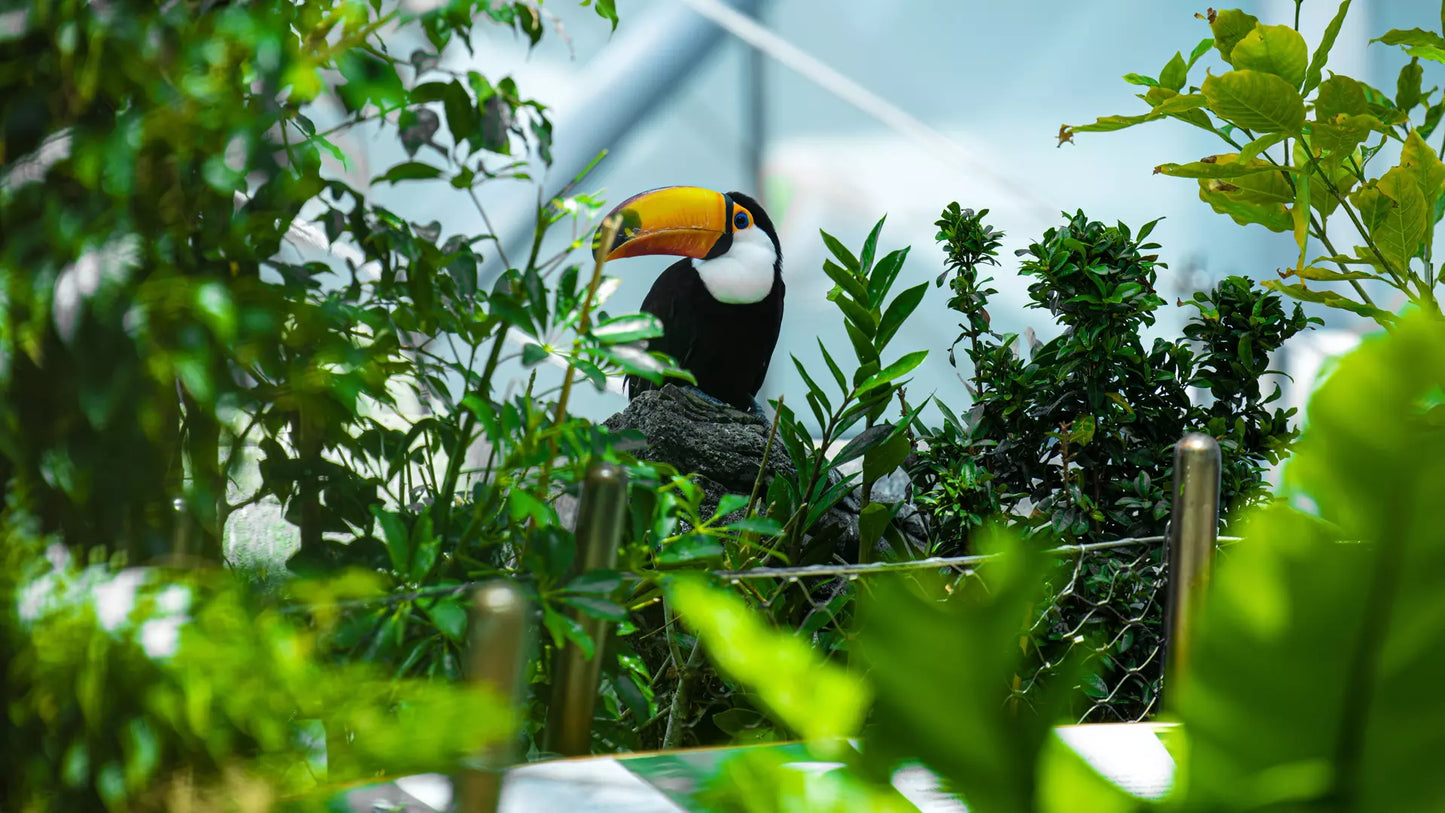 The Green Planet Dubai – Full Day Entry Ticket