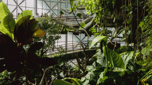 The Green Planet Dubai