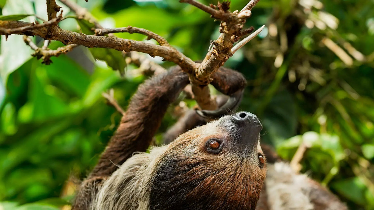 The Green Planet Dubai – Full Day Entry Ticket