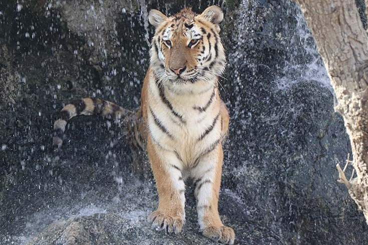Emirates Park Zoo Abu Dhabi - Explorer Pass